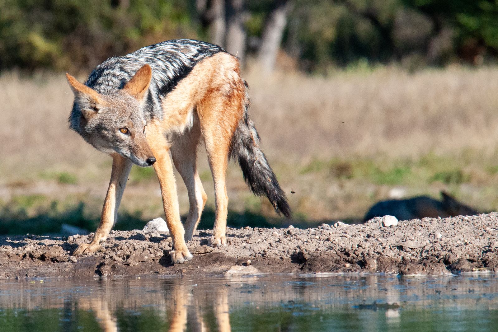 Botswana Wildlife jakhals waterplaats KS (2).jpg - Jambo Safari Club